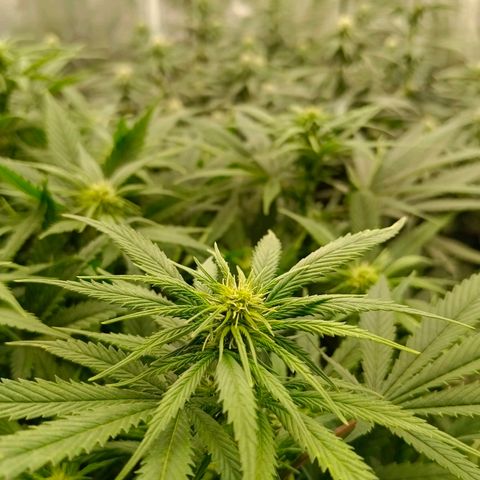 Special Skunk - Bulk seed bank growlog timeline photo