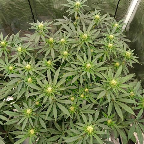 Mimosa x Orange Punch #1 growlog timeline photo