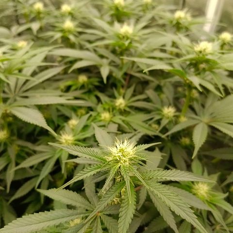 Mimosa x Orange Punch #1 growlog timeline photo