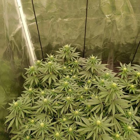 Bruce Banner #5 growlog timeline photo