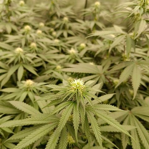 Bruce Banner #5 growlog timeline photo