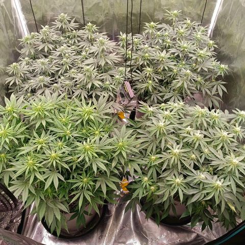 Bruce Banner #5 growlog timeline photo