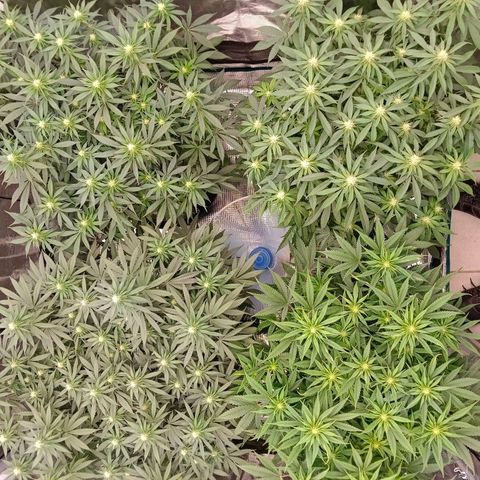 Bruce Banner #5 growlog timeline photo