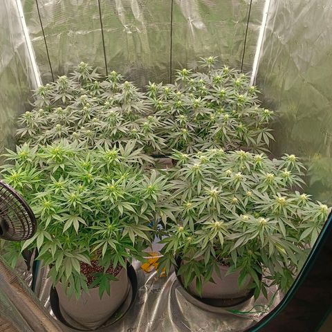 Bruce Banner #5 growlog timeline photo