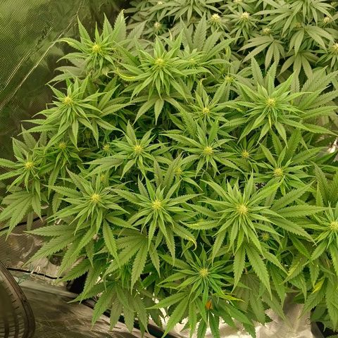 Special Skunk - Bulk seed bank growlog timeline photo