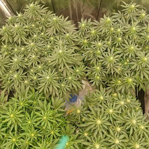 Bruce Banner #5 growlog timeline photo