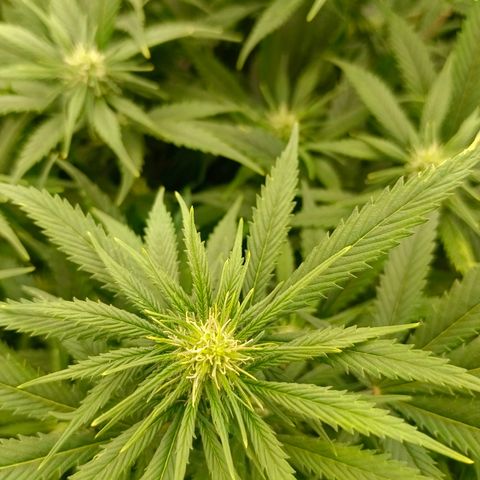 Special Skunk - Bulk seed bank growlog timeline photo