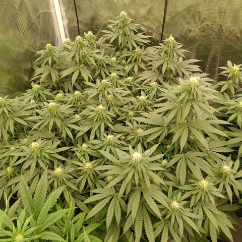 Bruce Banner #5 growlog timeline photo