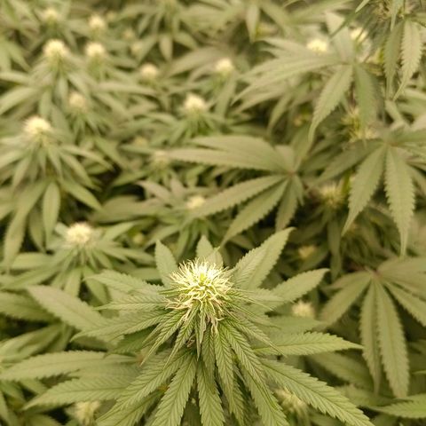 Bruce Banner #5 growlog timeline photo