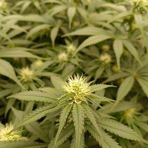 Mimosa x Orange Punch #1 growlog timeline photo