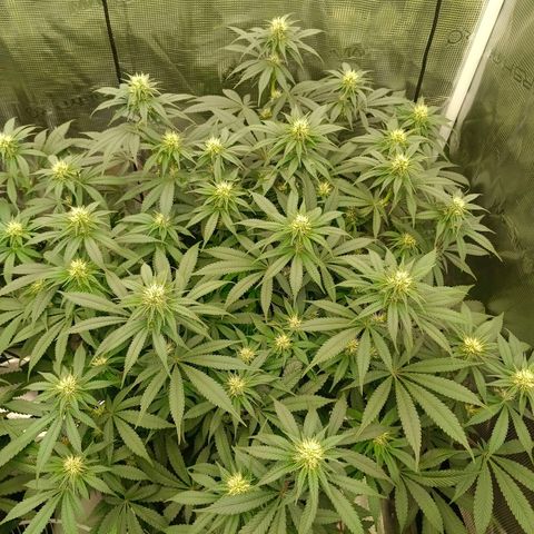 Mimosa x Orange Punch #1 growlog timeline photo