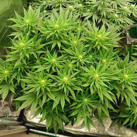 Special Skunk - Bulk seed bank growlog timeline photo