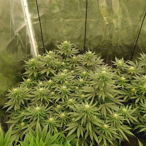 Bruce Banner #5 growlog timeline photo