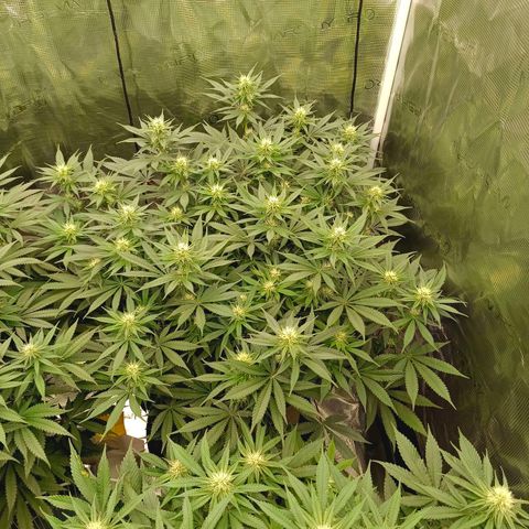 Mimosa x Orange Punch #1 growlog timeline photo