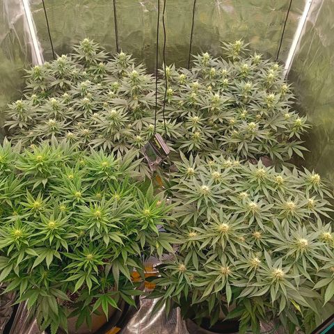 Bruce Banner #5 growlog timeline photo