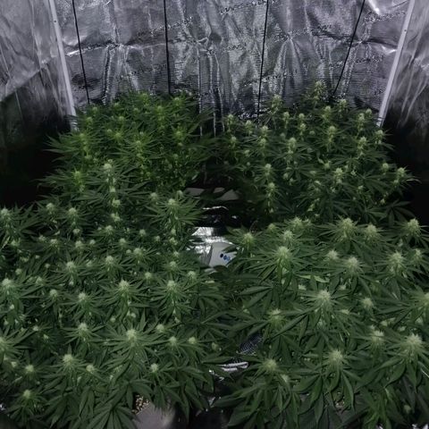 Bruce Banner #5 growlog timeline photo