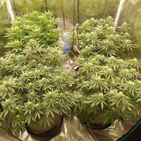 Bruce Banner #5 growlog timeline photo