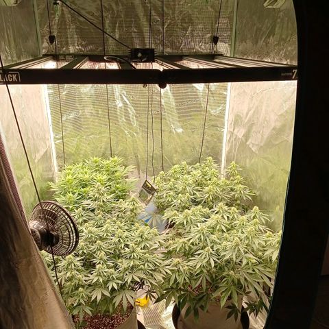 Bruce Banner #5 growlog timeline photo