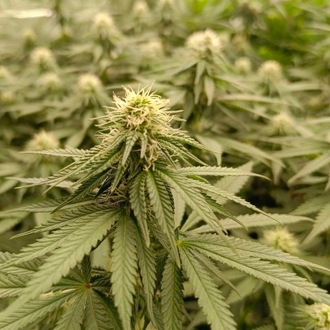 Bruce Banner #5 growlog timeline photo