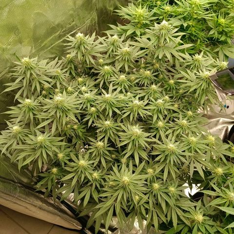 Bruce Banner #5 growlog timeline photo