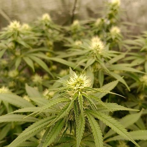 Mimosa x Orange Punch #1 growlog timeline photo