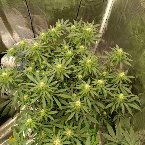 Mimosa x Orange Punch #1 growlog timeline photo