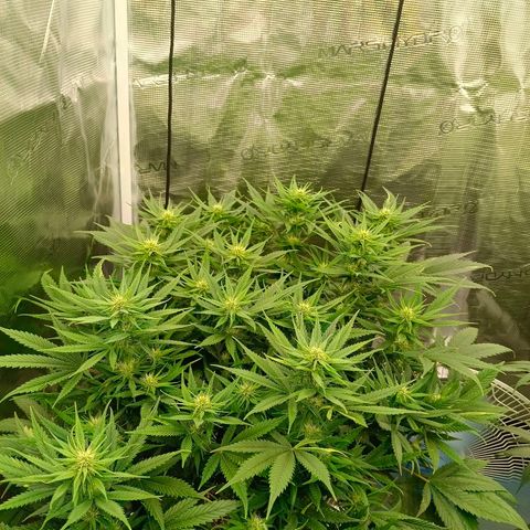 Special Skunk - Bulk seed bank growlog timeline photo