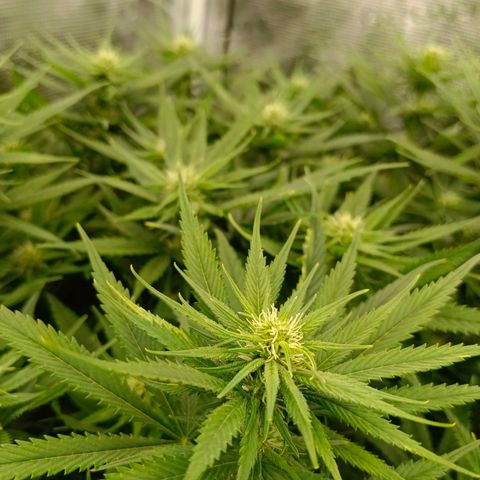 Special Skunk - Bulk seed bank growlog timeline photo