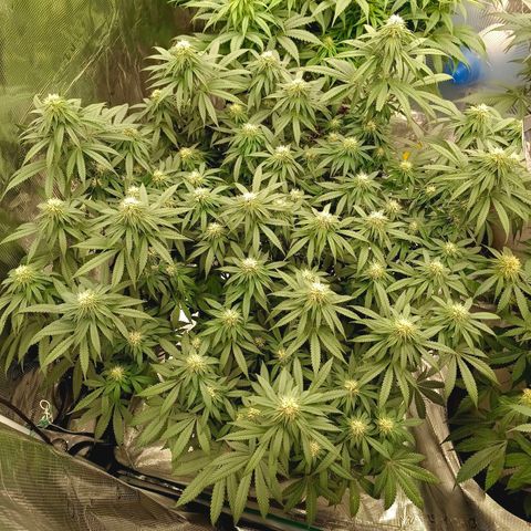 Bruce Banner #5 growlog timeline photo