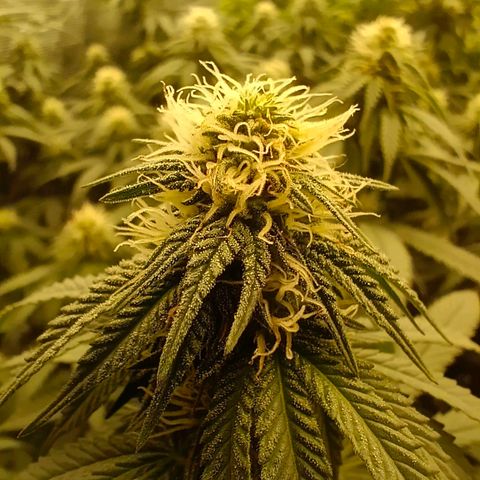 Bruce Banner #5 growlog timeline photo