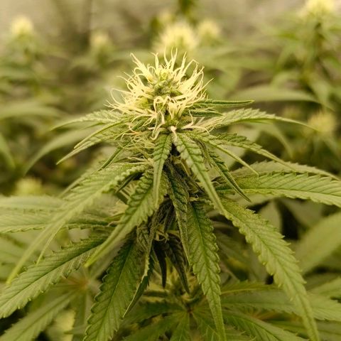 Mimosa x Orange Punch #1 growlog timeline photo