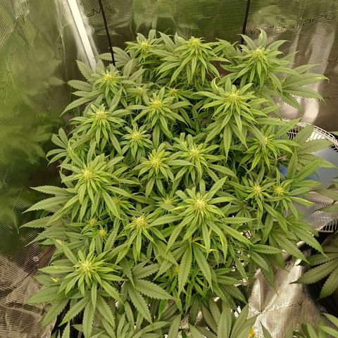Special Skunk - Bulk seed bank growlog timeline photo