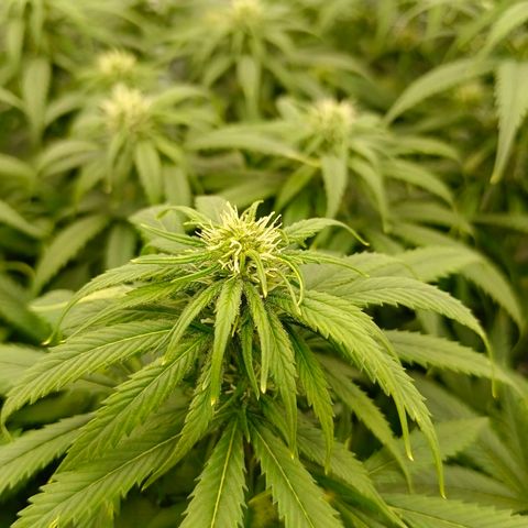 Special Skunk - Bulk seed bank growlog timeline photo