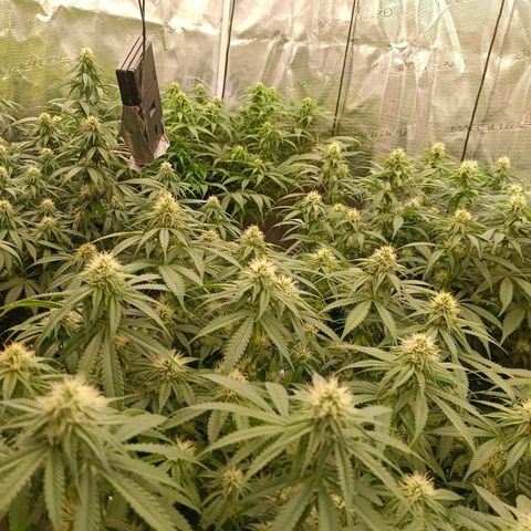 Bruce Banner #5 growlog timeline photo