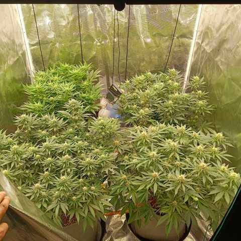 Bruce Banner #5 growlog timeline photo