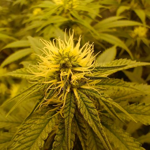 Mimosa x Orange Punch #1 growlog timeline photo