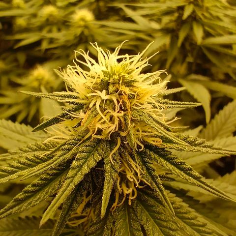 Bruce Banner #5 growlog timeline photo