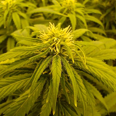 Special Skunk - Bulk seed bank growlog timeline photo