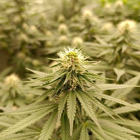 Bruce Banner #5 growlog timeline photo