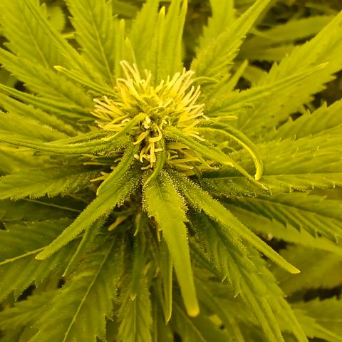 Special Skunk - Bulk seed bank growlog timeline photo