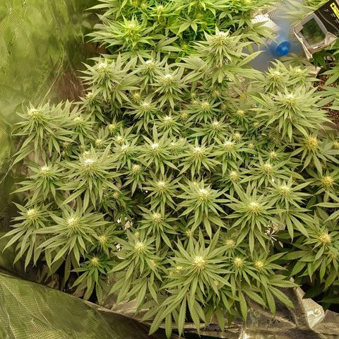 Bruce Banner #5 growlog timeline photo