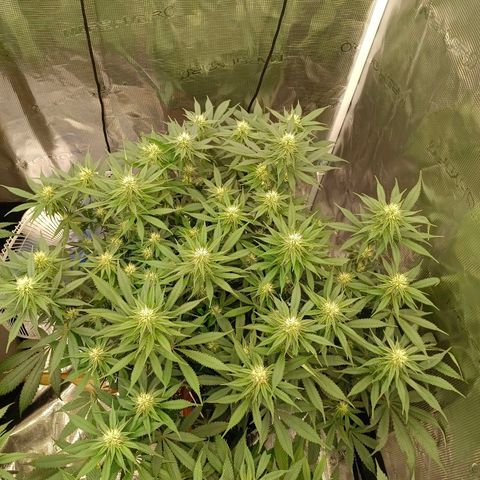 Mimosa x Orange Punch #1 growlog timeline photo