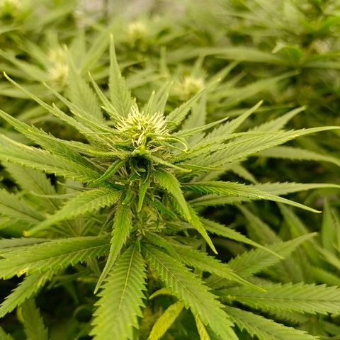Special Skunk - Bulk seed bank growlog timeline photo