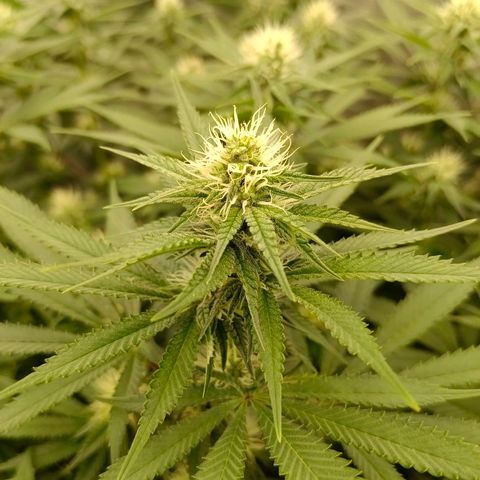 Mimosa x Orange Punch #1 growlog timeline photo