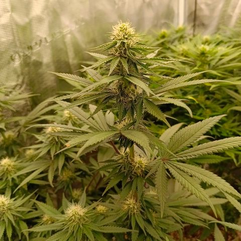 Special Skunk - Bulk seed bank growlog timeline photo