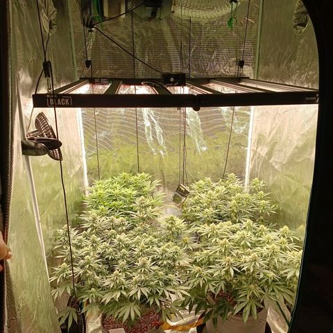 Bruce Banner #5 growlog timeline photo