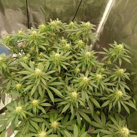 Mimosa x Orange Punch #1 growlog timeline photo