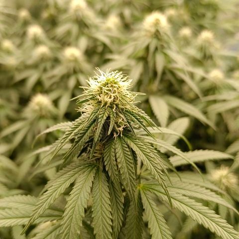 Bruce Banner #5 growlog timeline photo