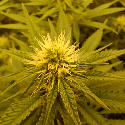 Mimosa x Orange Punch #1 growlog timeline photo
