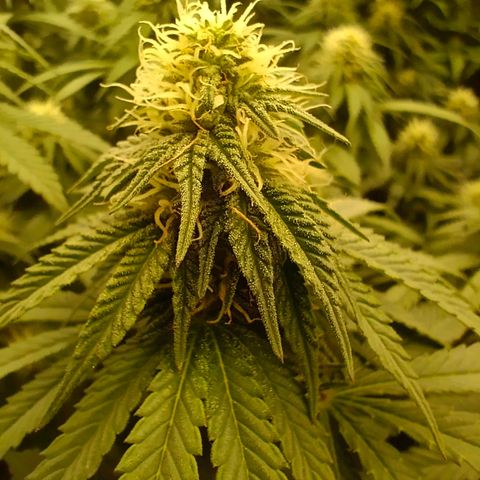 Bruce Banner #5 growlog timeline photo